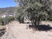 URBANO C/1045 m2, GONÇALO, Guarda URBANO C/1045 m2, GONÇALO, Guarda