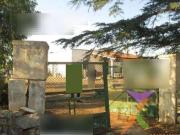 V000418 BA Casale in campagna noci