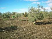 V000552 VENDESI MAGAZZINO AGRICOLO DI 110 MQ CON TERRENO