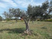 V1351 In vendita a Marsala terreno agricolo con progetto