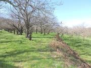 V2719 TERRENO AGRICOLO CASTAGNETO ROCCAMONFINA CE