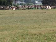 Vacant Land / Plot in Shangrila AH For Sale