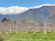 VEN A DISFRUTAR DE LA VIDA DEL CAMPO EN PAINE