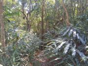 Venda Sitio Chácara Caete MG