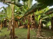 VENDE CASA FINCA EN LAS LAMAS MONTERIA CORDOBA