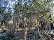 Vende parcela en Condominio Valle del Río, Chamiza, Pto....