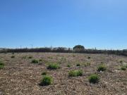 Vende Terreno Ericeira 20 Km, A Casa das Casas