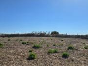 Vende Terreno Ericeira 20 Km, A Casa das Casas