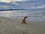 Vendesi quadrilocale a Follonica