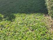 Vendesi quadrilocale a Selvazzano Dentro via Spalato,...