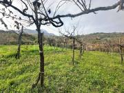 Vendesi rustico/casale/corte a Castelvetere sul Calore...