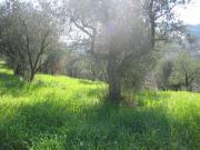 VENDESI TERRENO AGRICOLO