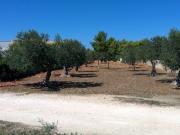 Vendesi terreno agricolo con uliveto