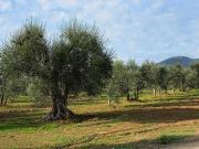 Vendesi terreno agricolo pianeggiante uliveto