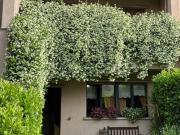 Vendesi villa a schiera a Bollate via Antonio Meucci