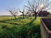 Vendesi villa bifamiliare a Fano via Caio Muzio Scevola,...