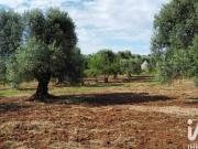 Vendesi trullo a Ceglie Messapica strada angelo di maglie