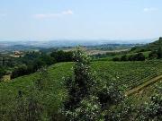 Vendita commercio Montepulciano