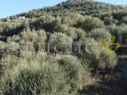 vendita Strada Provinciale monolocale 100mq