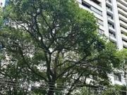 Vendo Apartamento Cobertura de 5/4 no Corredor da...