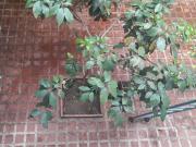 Vendo casa 395m2 Las Palmas 7019