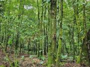 VENDO CASA DE CAMPO EN UN TERRERO DE 4.5 HECTARIAS