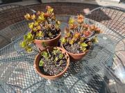 Vendo Casa Situada en el corazón de Condado de Sayavedra...