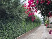 VENDO EN MALA TERRENO DE 3 HECTÁREAS