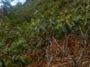 VENDO EN SATIPO FUNDO DE CACAO