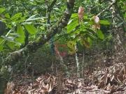 Vendo Fazenda Campo Grande