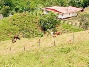 VENDO FINCA 50 HECTAREAS AGROINDUSTRIAL EN YOLOMBO ANTIOQUIA