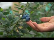 Vendo Finca agrícola cultivo arandanos Villa Pinzon...