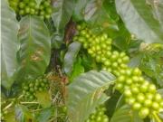 Vendo Finca Cafetera en Betulia Antioquia