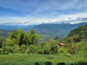 VENDO FINCA EN FREDONIA ANTIOQUIA