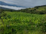 VENDO FINCA GANADERA DE 88 HECTAREAS EN MELGAR TOLIMA GANGA