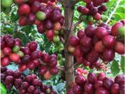 VENDO FINCA PACHO 7 FANGADAS