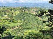 VENDO FINCA PRODUCTIVA EN FILANDIA QUINDIO 18 CUADRAS SE...