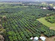 VENDO HACIENDA PRODUCTIVA DE MANGOS Y PITAHAYA