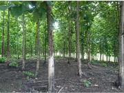 Vendo Hacienda Via Palestina Vinces 36 Hectareas