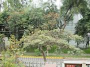 Vendo Linda Casa Frente Parque Calle Pedro de Candia 4,...