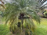 Vendo Linda Chácara de 2.000 metros de 4 quartos e 2... Vendo Linda Chácara de 2.000 metros de 4 quartos e 2...