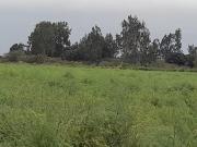 VENDO LOTES DE 1500 m2 EN CAMPIÑA DE PISCO A US$ 20/ m2