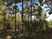 VENDO RANCHO CON MADERA PRECIOSA EN CAMPECHE