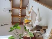 VENDO RESOLUCIÓN DE COLEGIO INICIAL