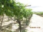 Vendo terreno agricolo