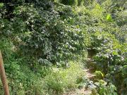 VENDO TERRENO ASEQUIBLE CON 4.000 PALOS DE CAFÉ EN...