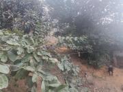 VENDO TERRENO COM CASA DE DOIS DORMITÓRIOS JARDIM SAO...