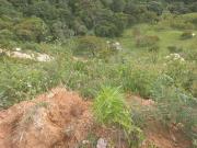 VENDO TERRENO DE 5 HECTÁREAS EN BARBOSA ANTIOQUIA