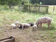 Vendo Terreno En Cunco, Temuco