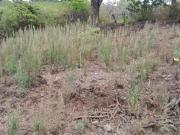 Vendo terreno x la vía a daule km 20.5